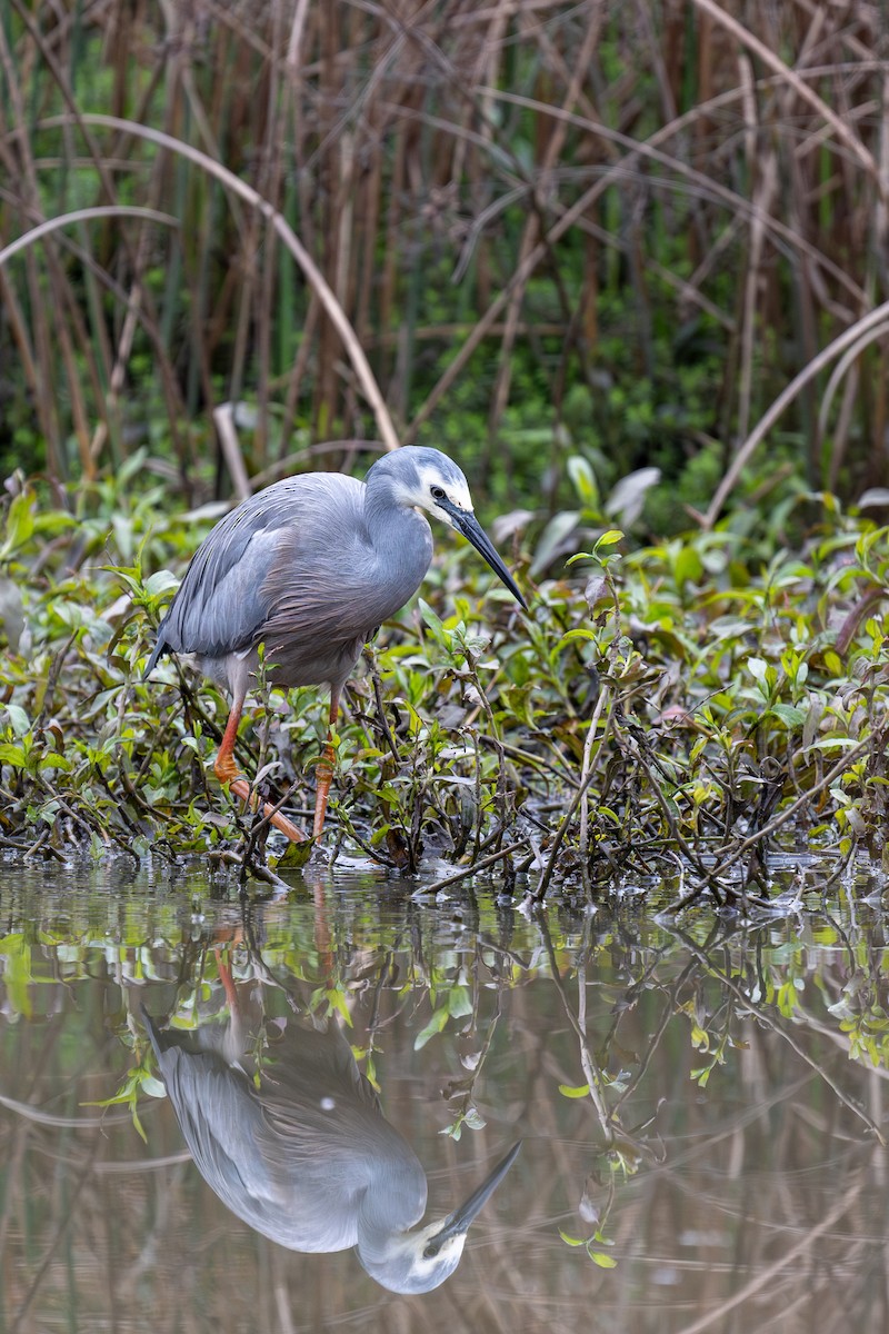 White-faced Heron - ML600763661