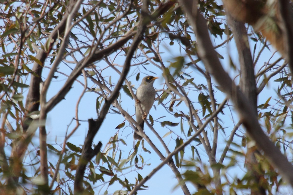 Black-eared Miner - ML600764081