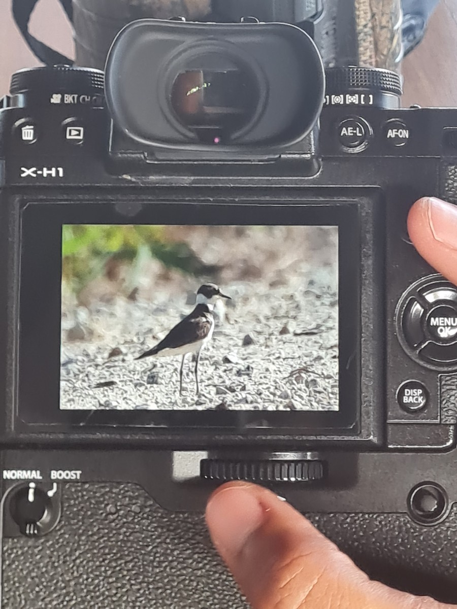 Little Ringed Plover - ML600764161