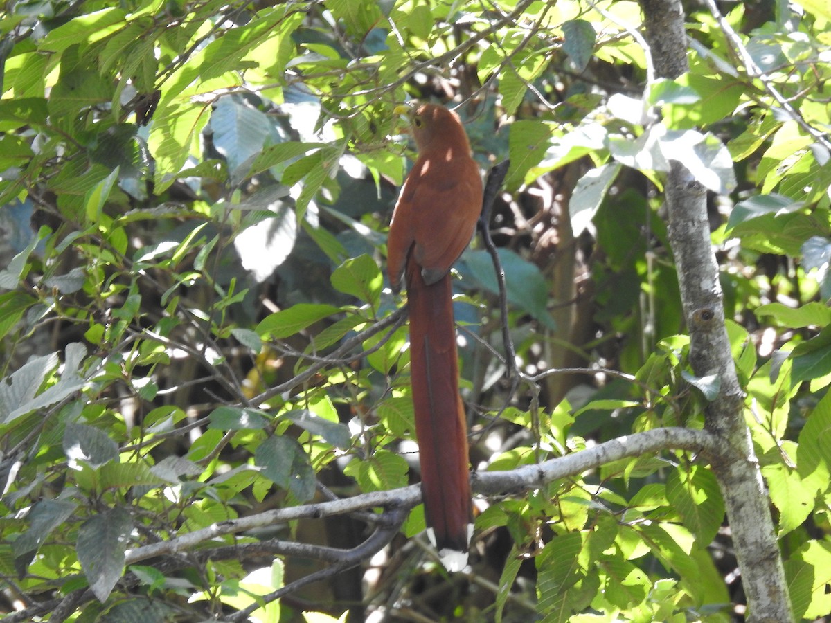 Common Squirrel-Cuckoo - fabian castillo