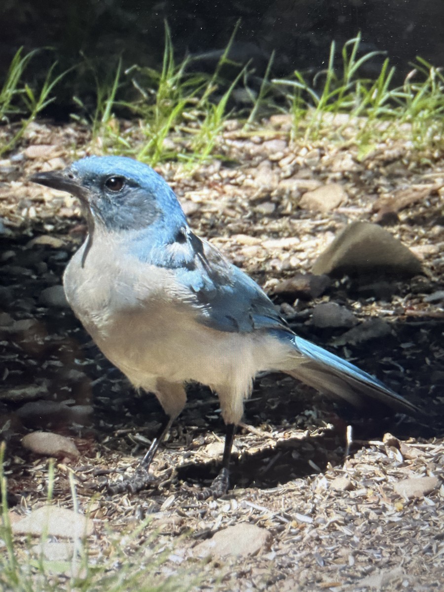 Woodhouse's Scrub-Jay - ML600766591