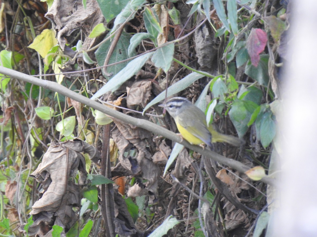 Three-banded Warbler - fabian castillo