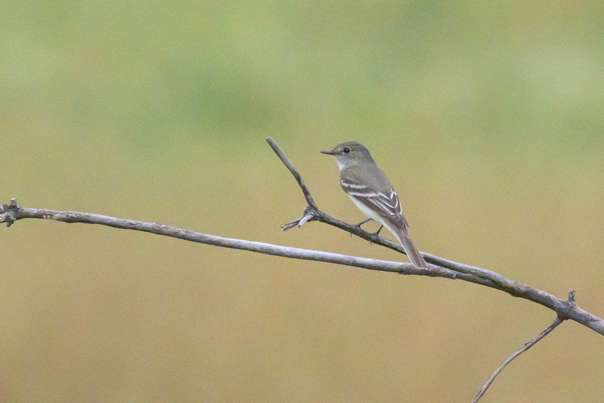 Alder Flycatcher - ML600767721