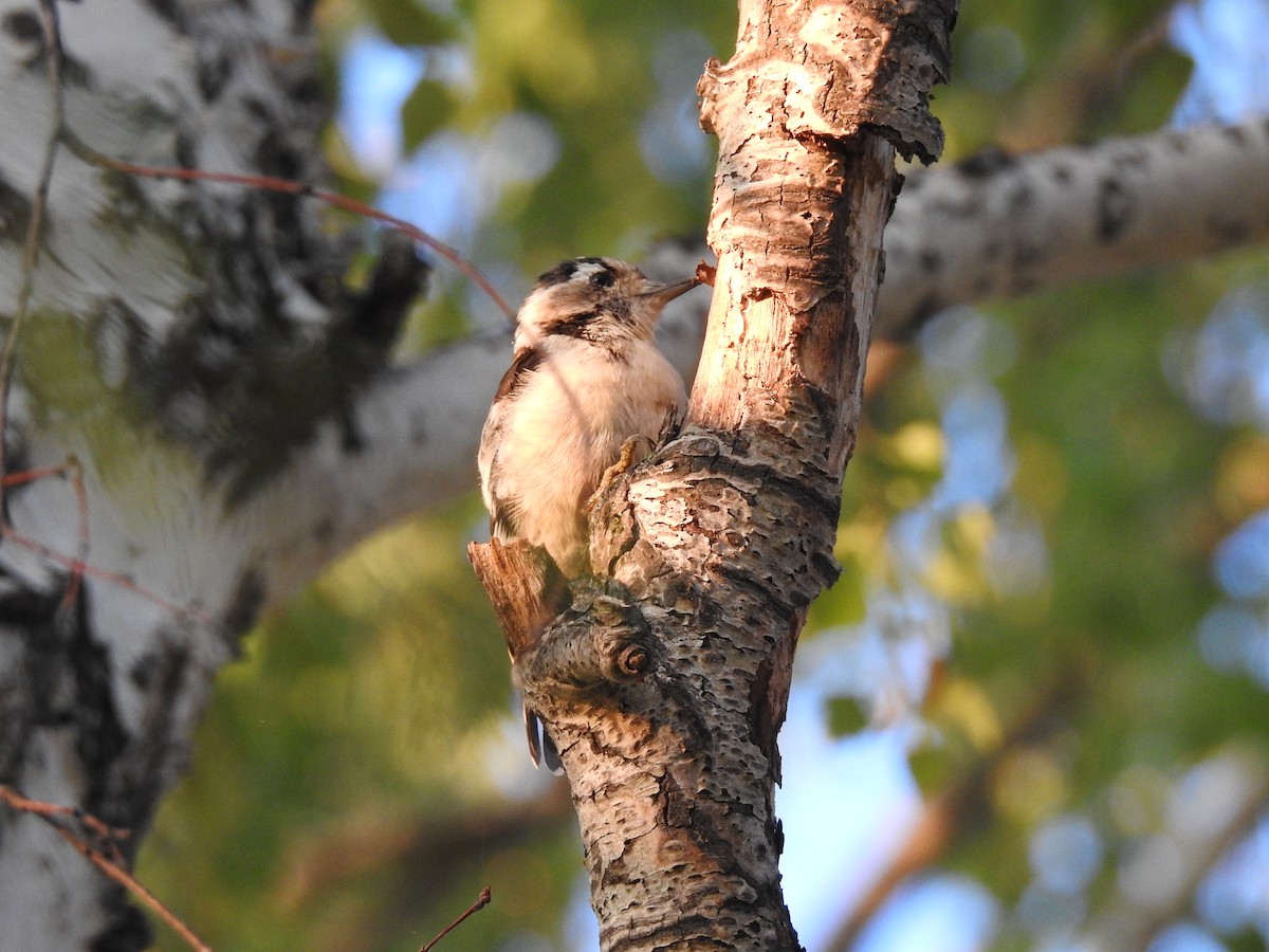 Lesser Spotted Woodpecker - ML600767731