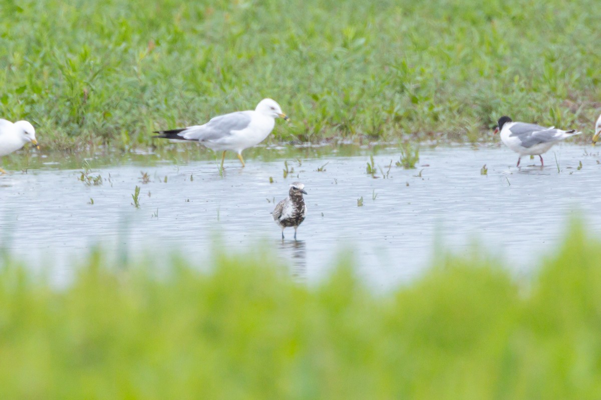 Black-bellied Plover - ML600767771