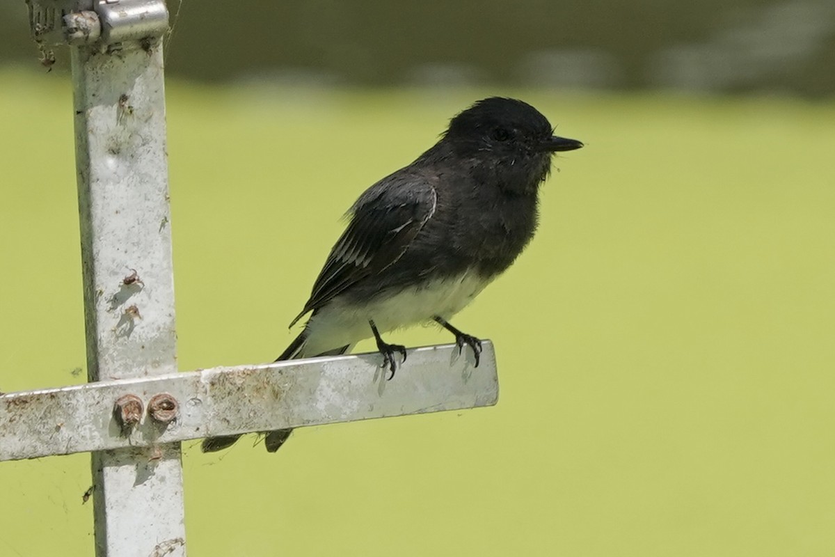 Black Phoebe - ML600770311