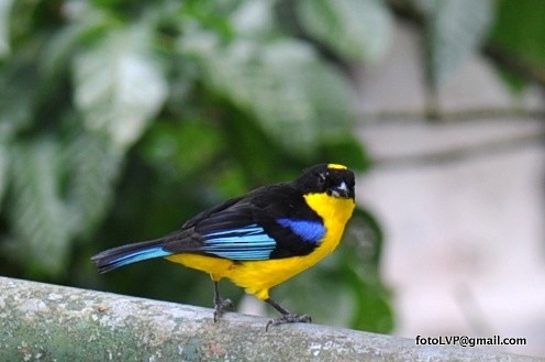Blue-winged Mountain Tanager - ML600770631