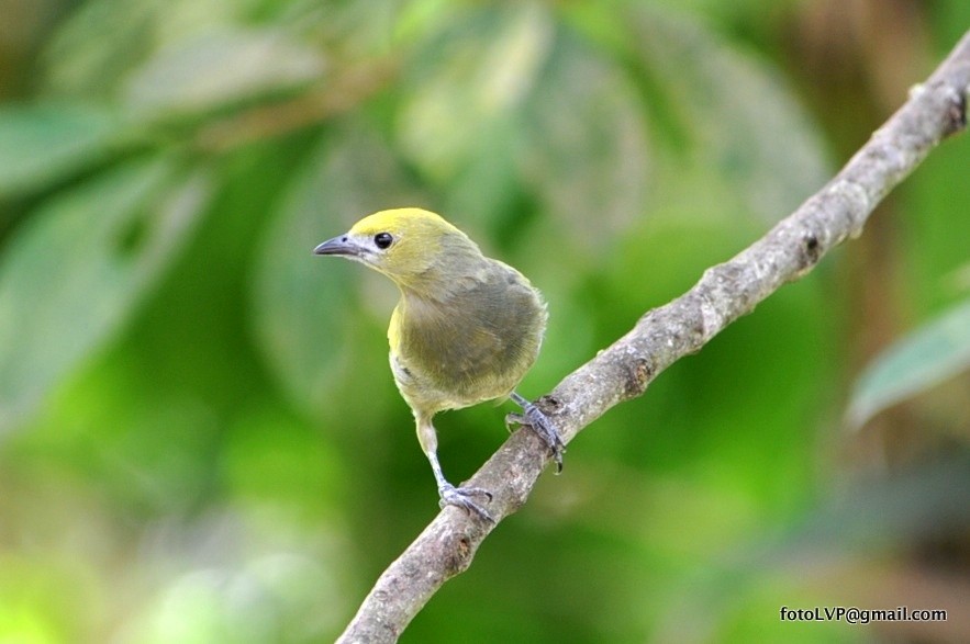 Palm Tanager - ML600770681