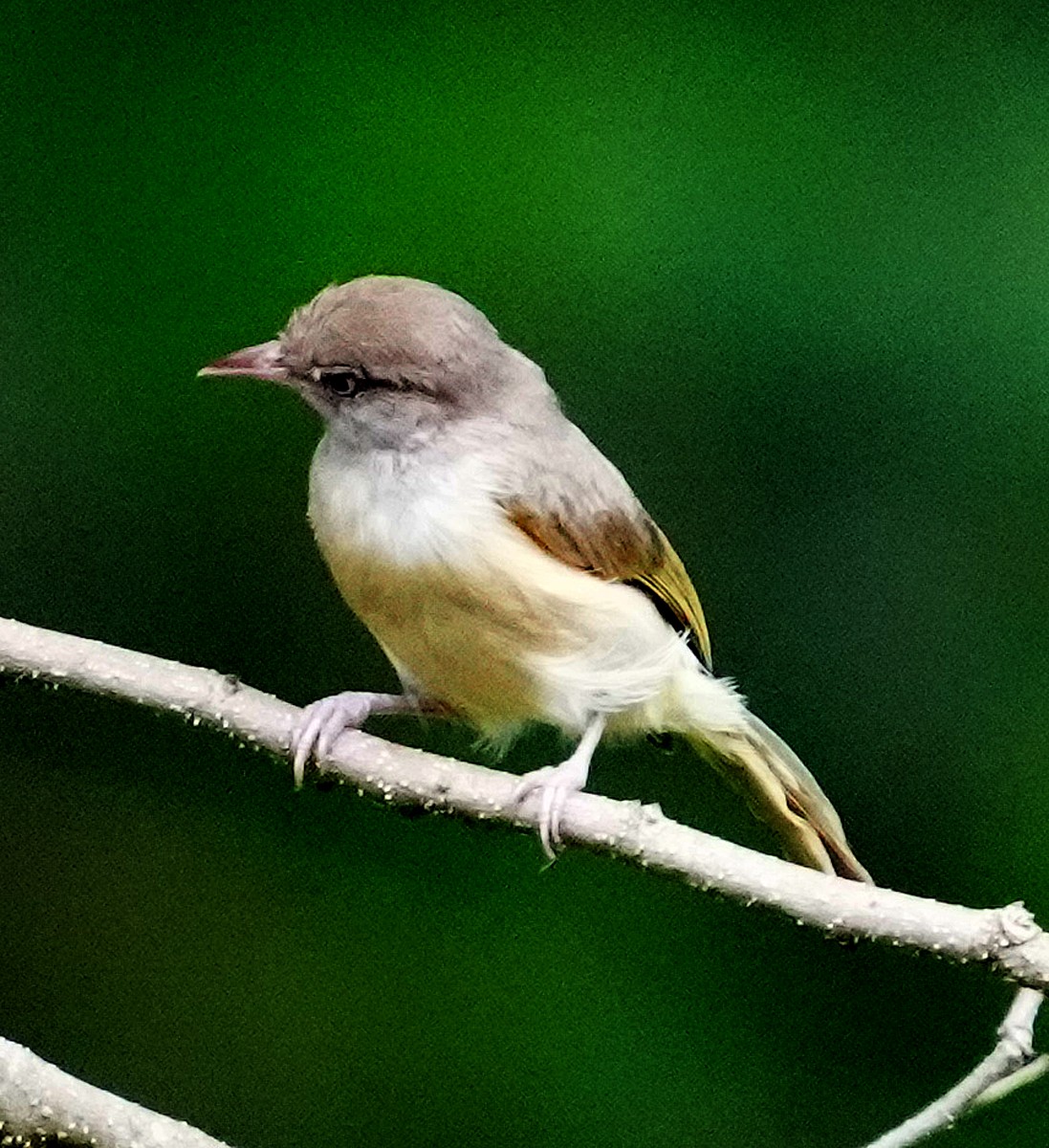 buskvireo (flavipes gr.) - ML600770701