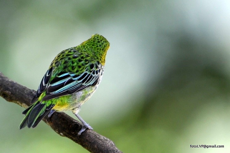 Speckled Tanager - Leonardo Venegas P