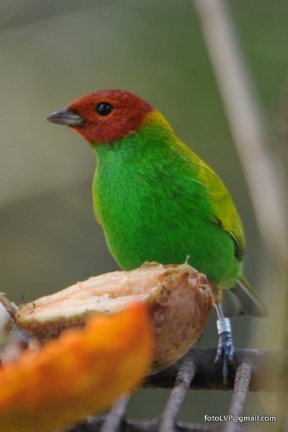 Bay-headed Tanager - ML600770851