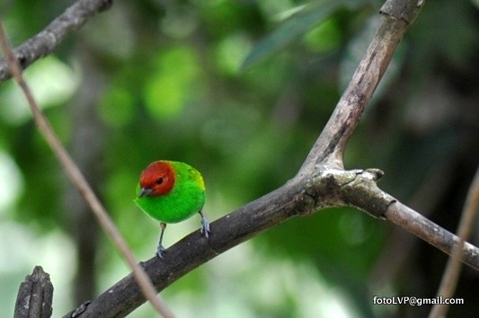 Bay-headed Tanager - ML600770861