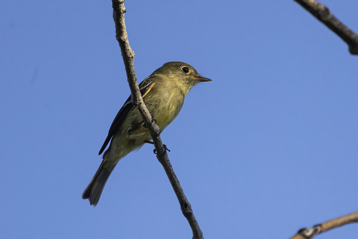 Yellow-bellied Flycatcher - ML600771381