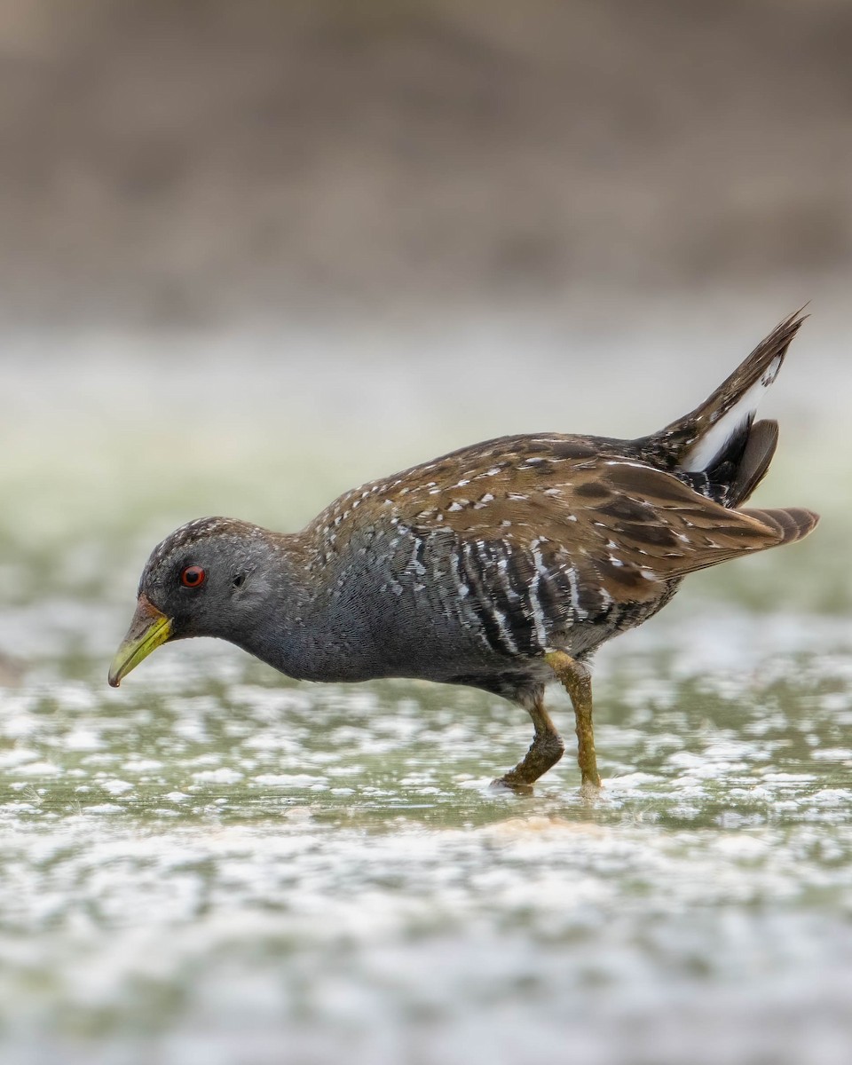 Australian Crake - Bernadett Kery