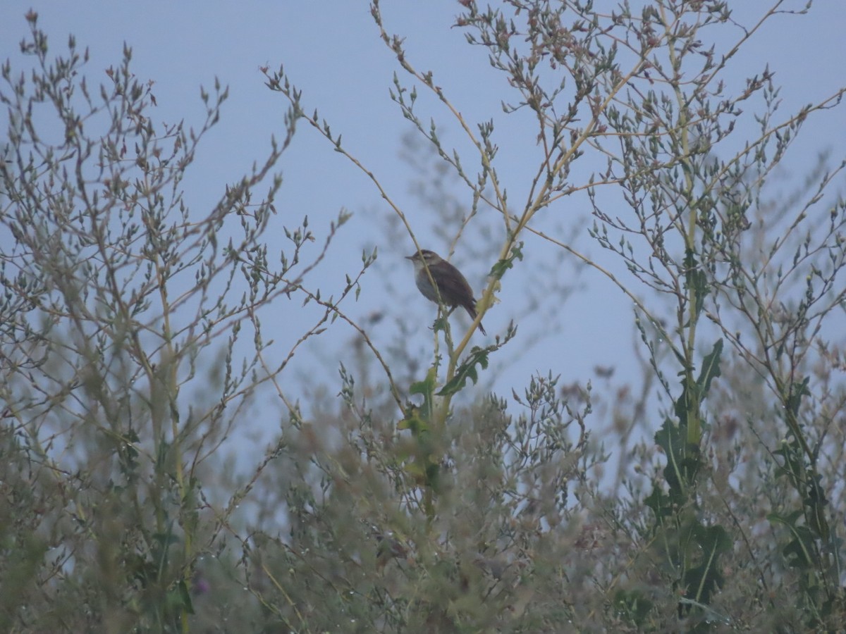 Sedge Warbler - ML600771951