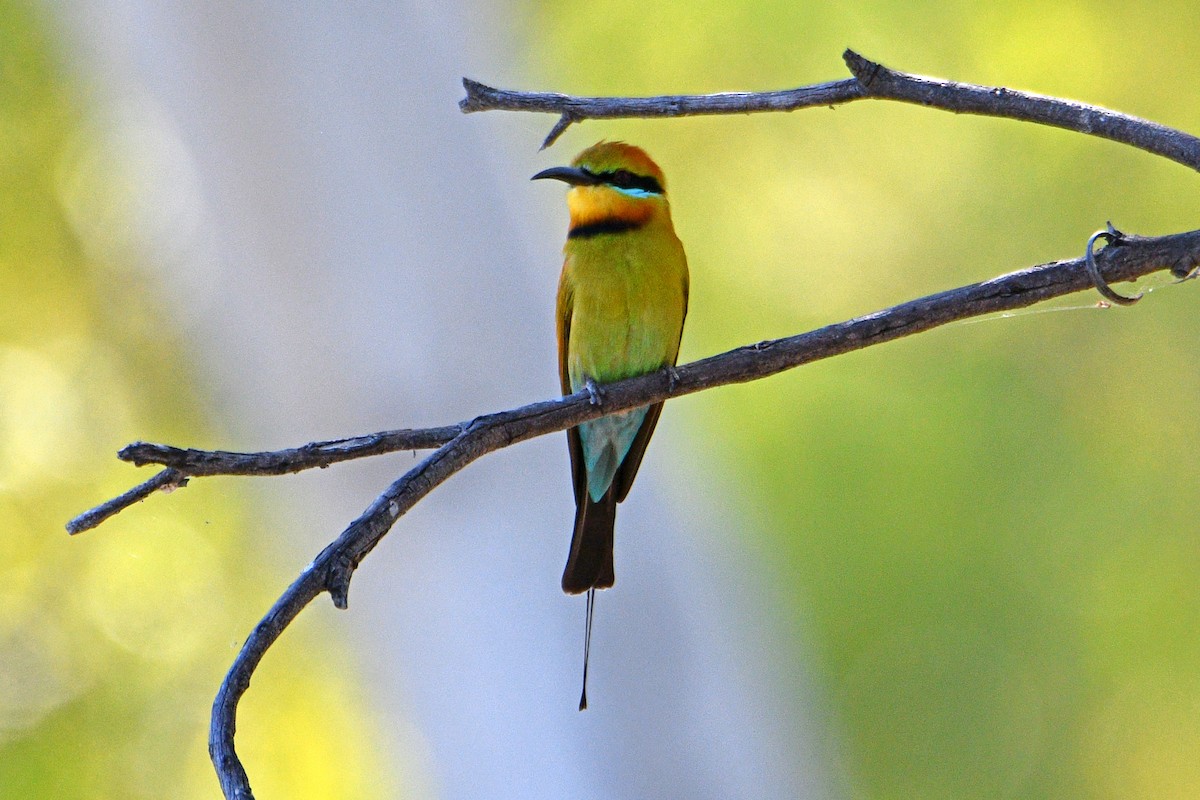 Rainbow Bee-eater - Peter & Shelly Watts