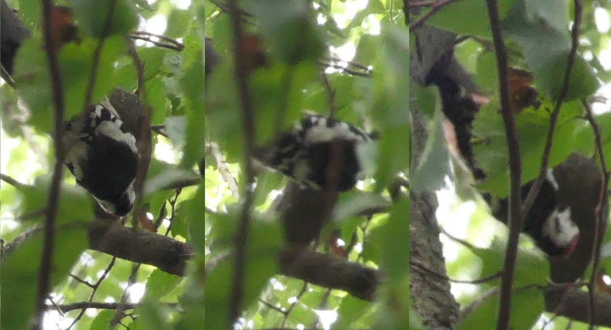 Middle Spotted Woodpecker - ML600772041