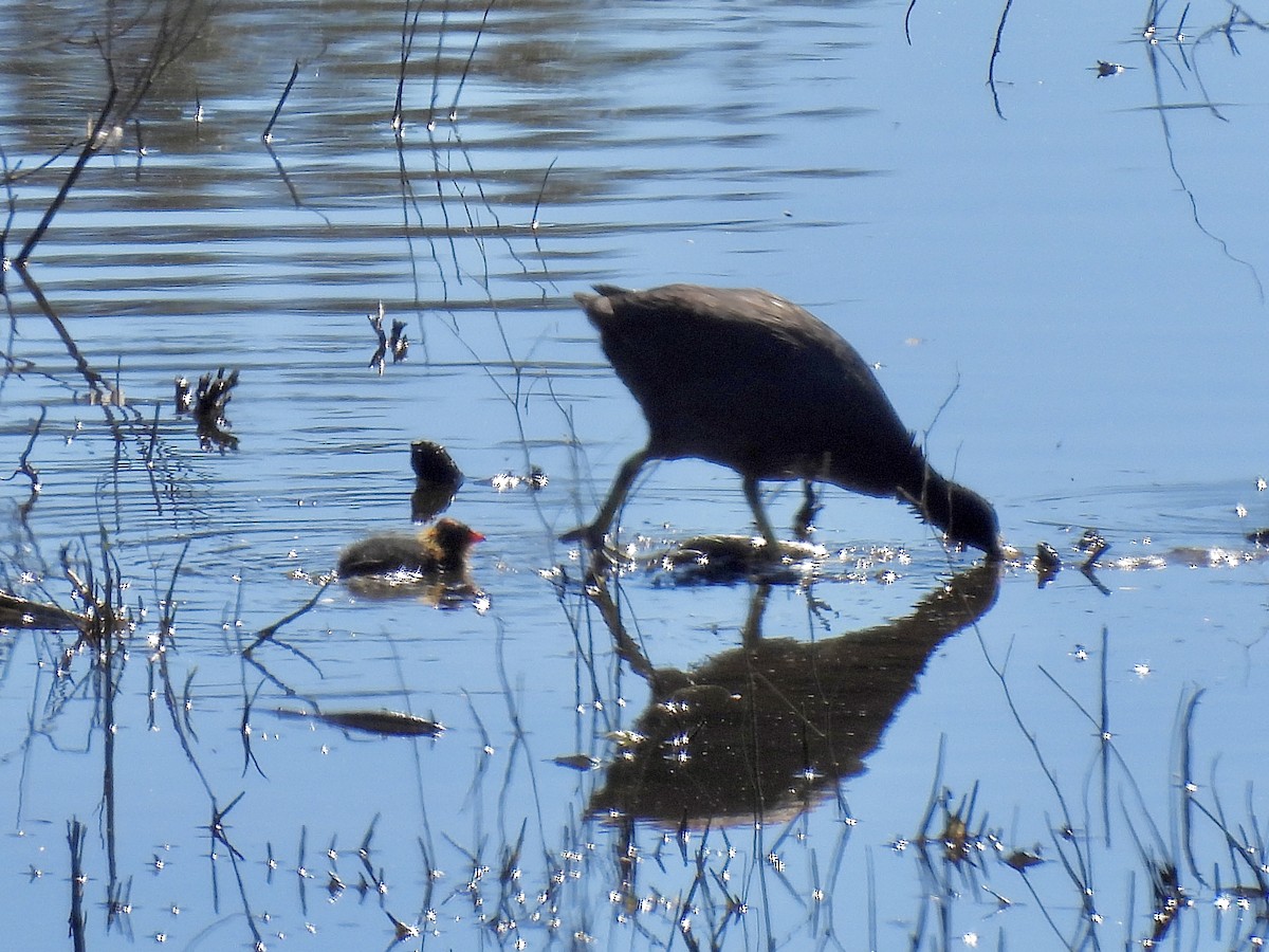 American Coot - ML600772401