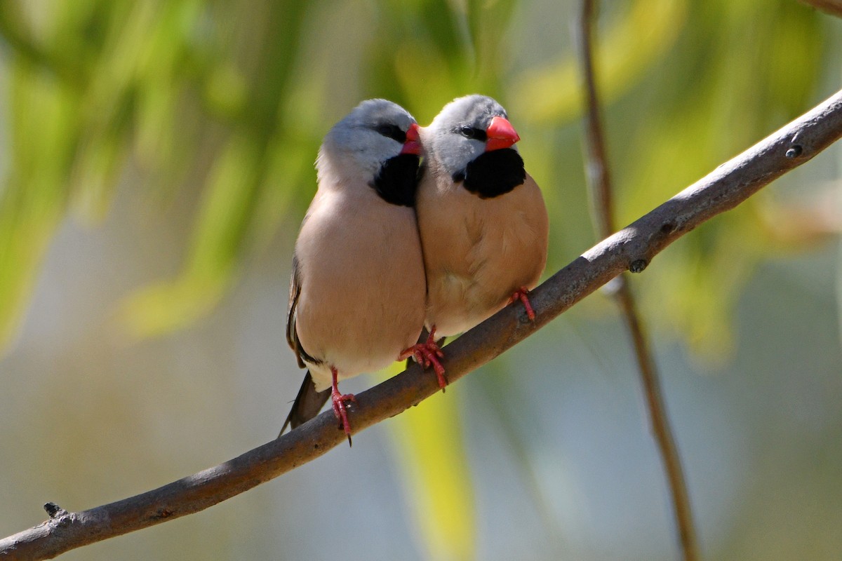 Long-tailed Finch - ML600773091