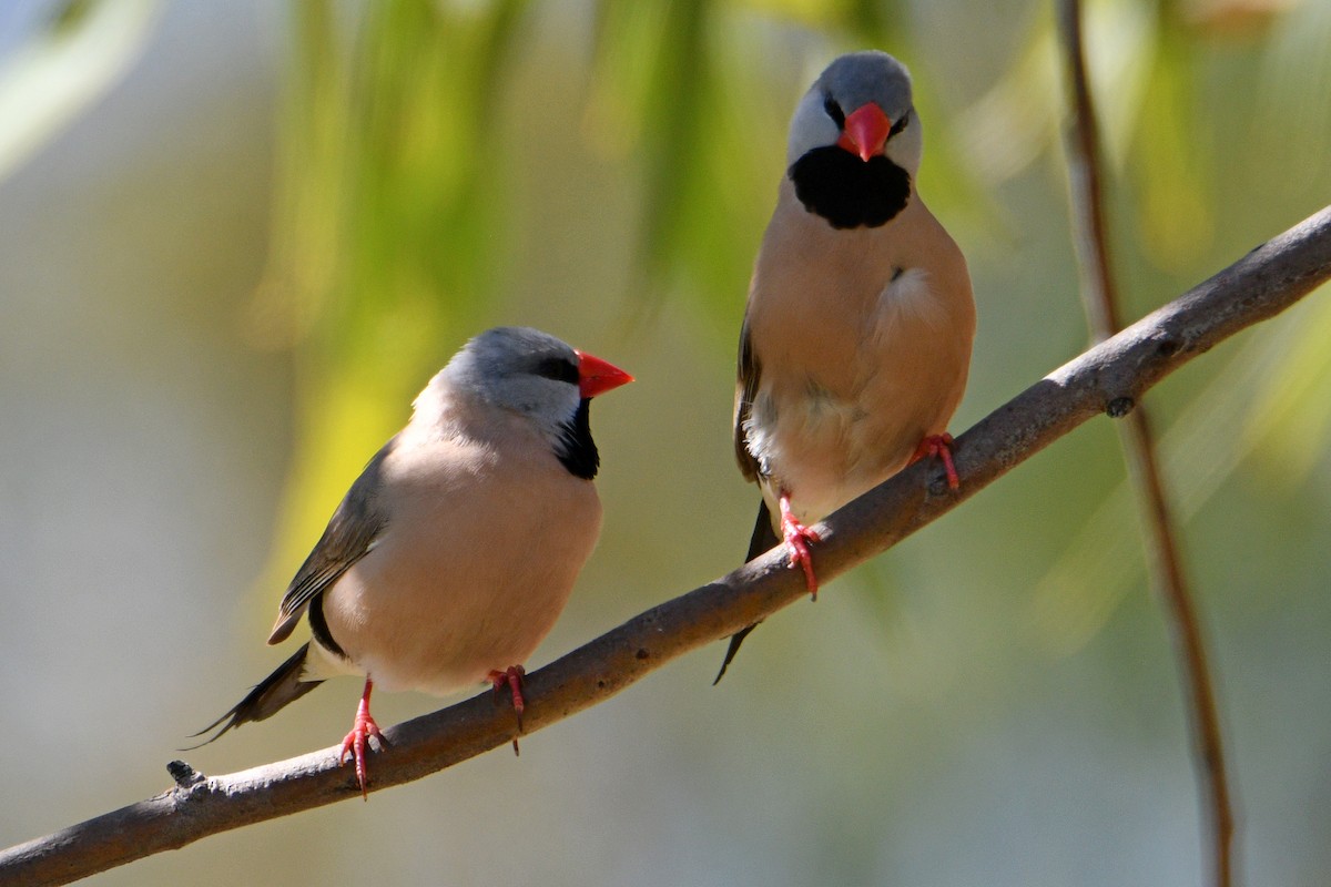 Long-tailed Finch - ML600773111