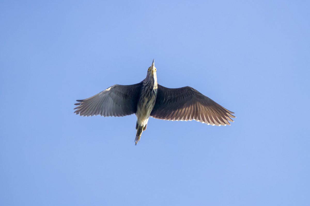 Black-crowned Night Heron - Peter Hinow
