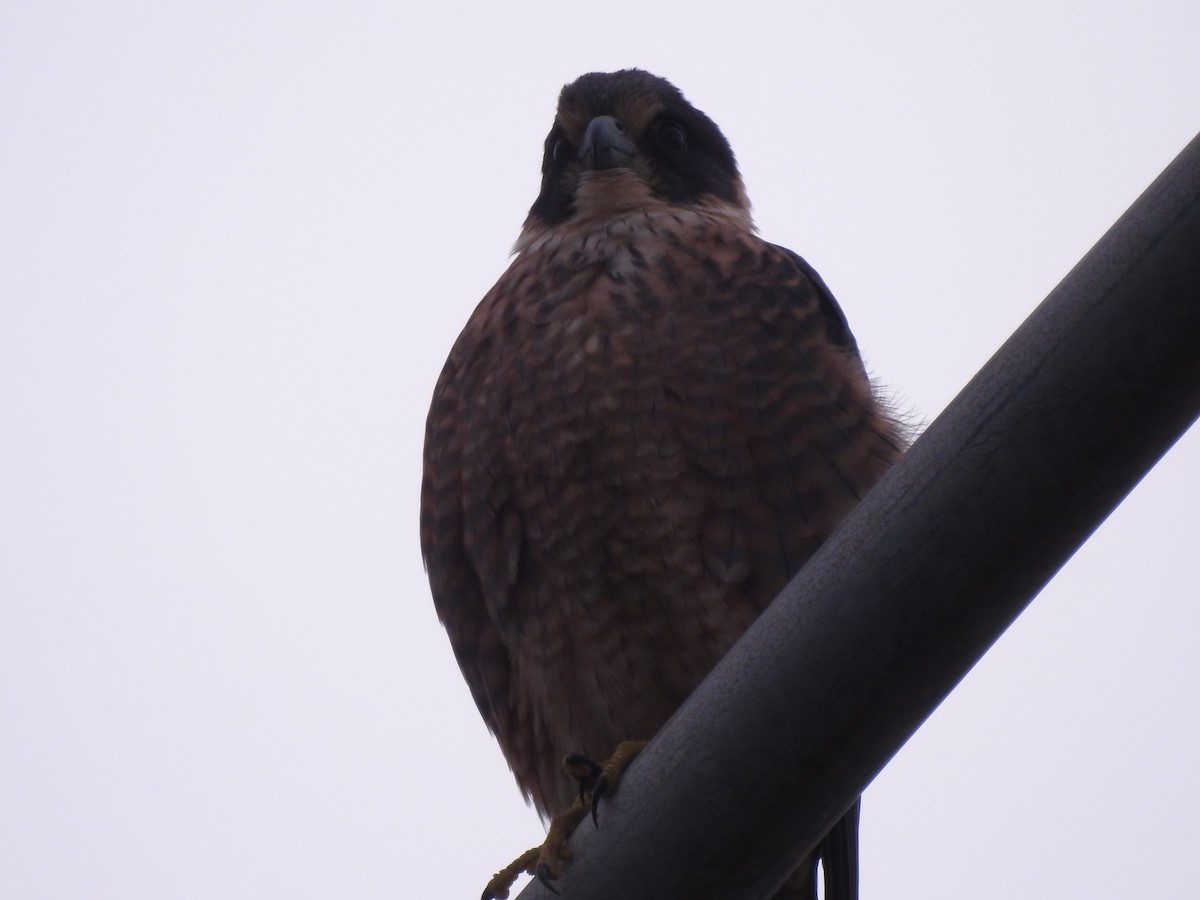 Australian Hobby - ML600773541