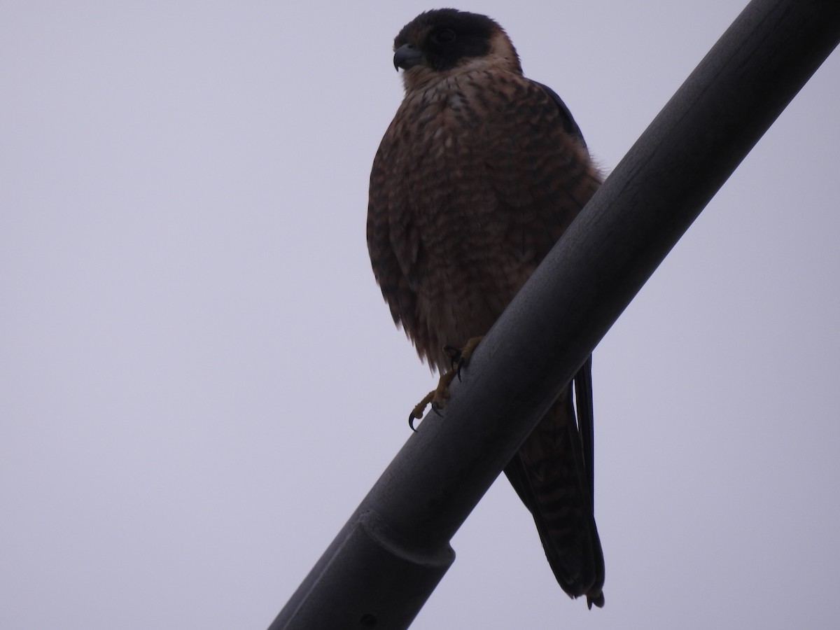 Australian Hobby - ML600773561