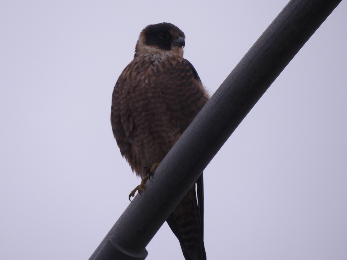 Australian Hobby - ML600773581