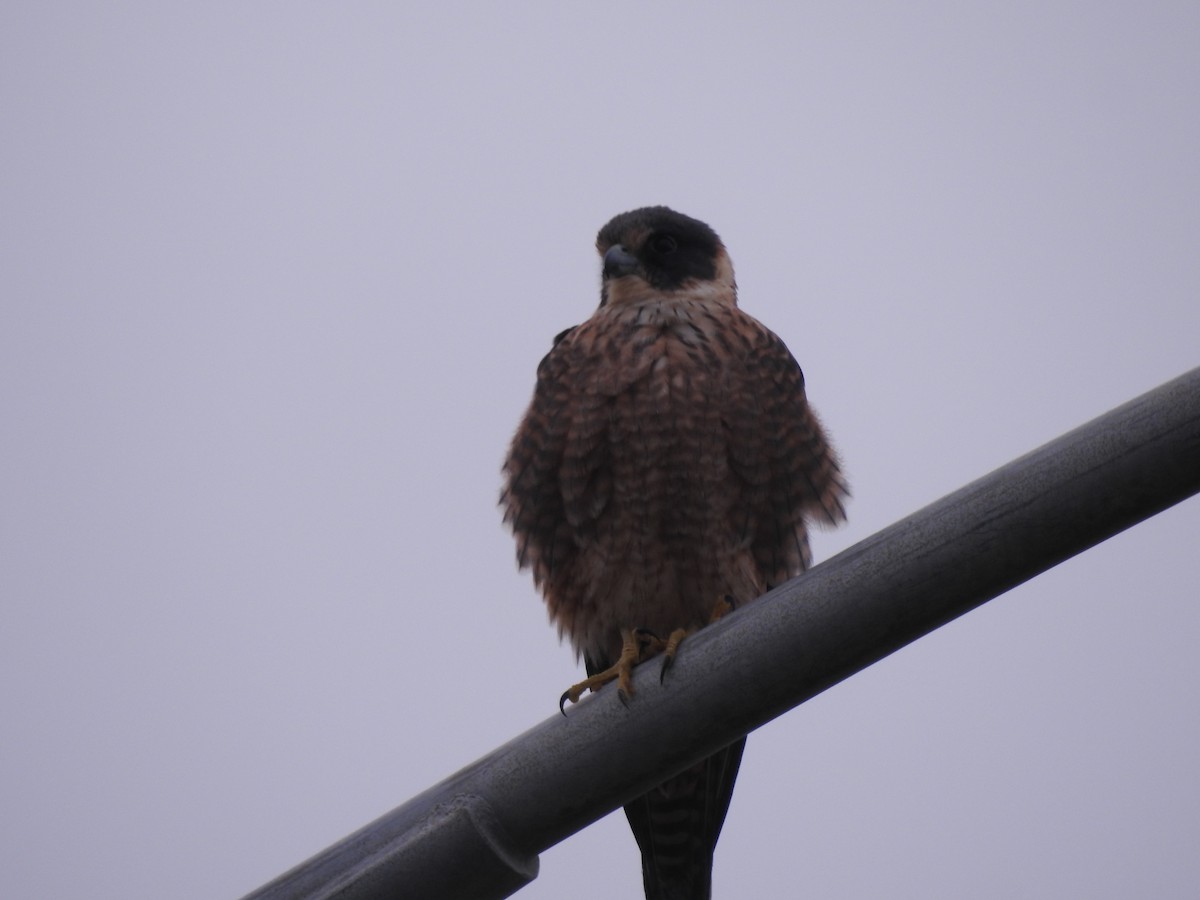 Australian Hobby - ML600773611