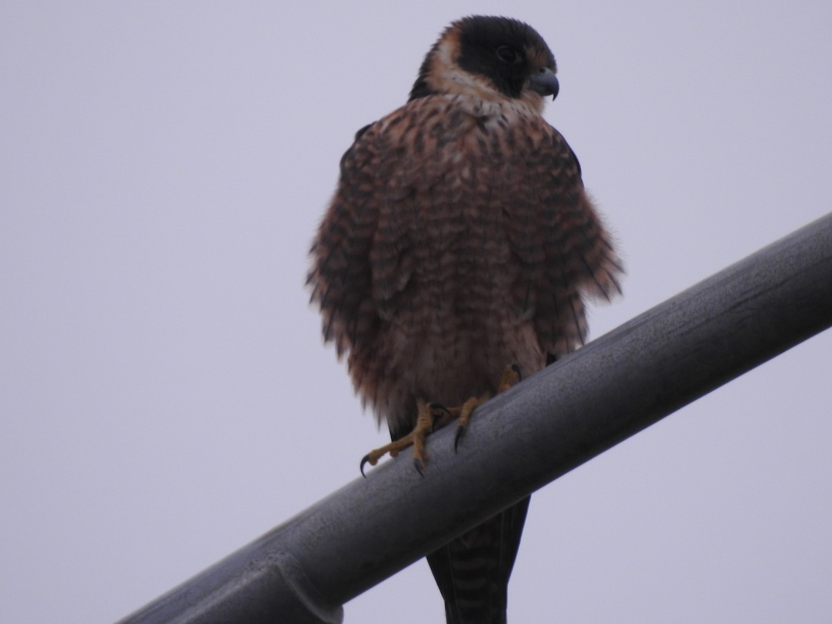 Australian Hobby - ML600773651