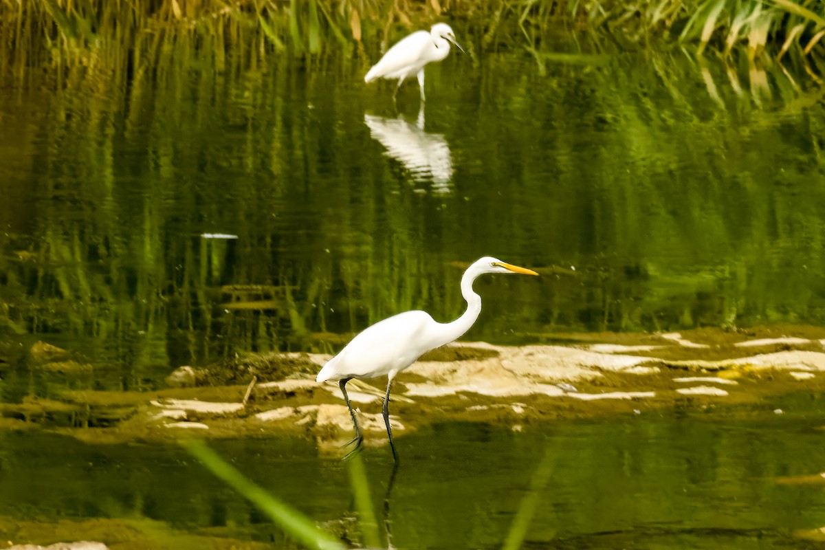 Great Egret - ML600773941