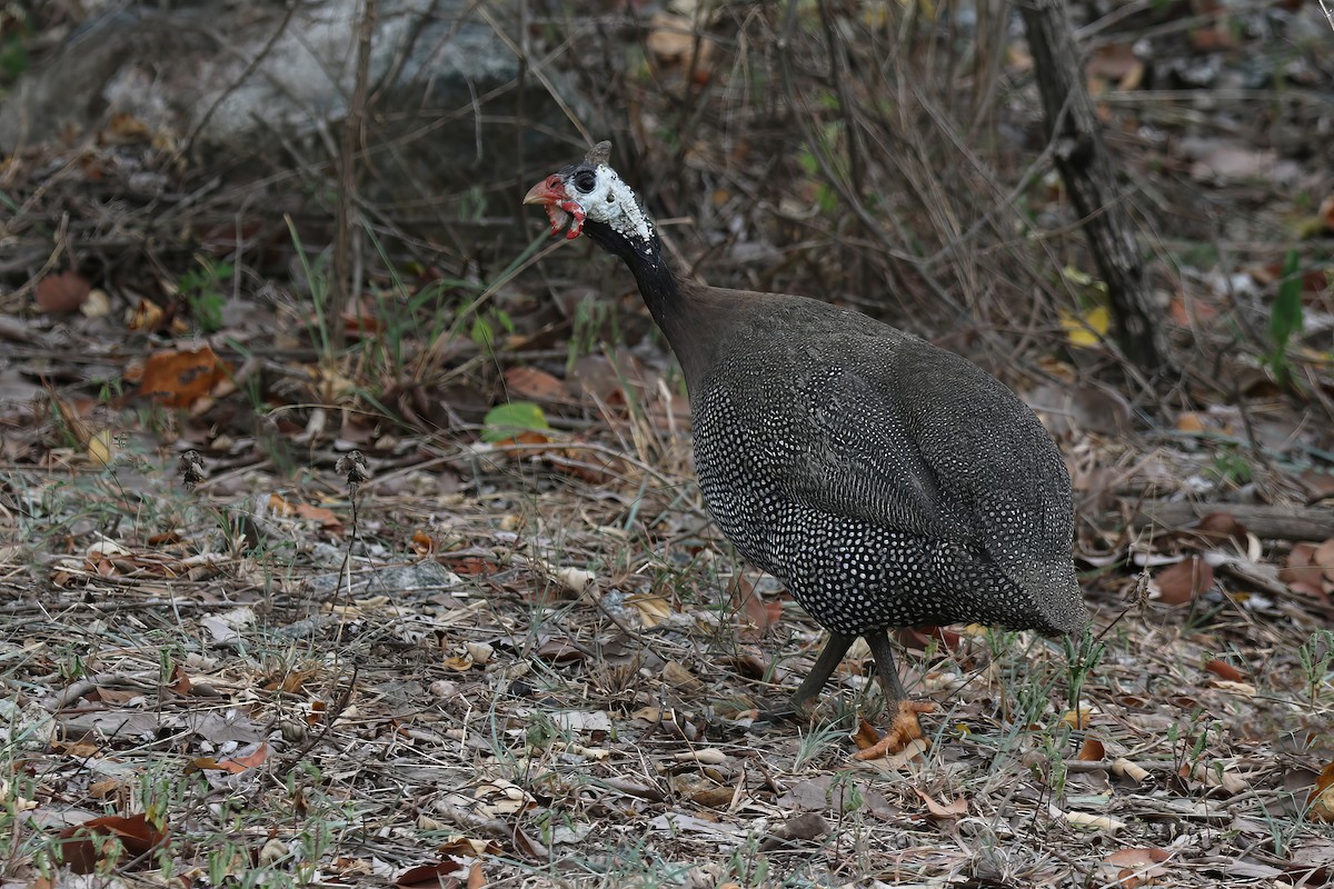 Helmeted Guineafowl (Domestic type) - ML600774831