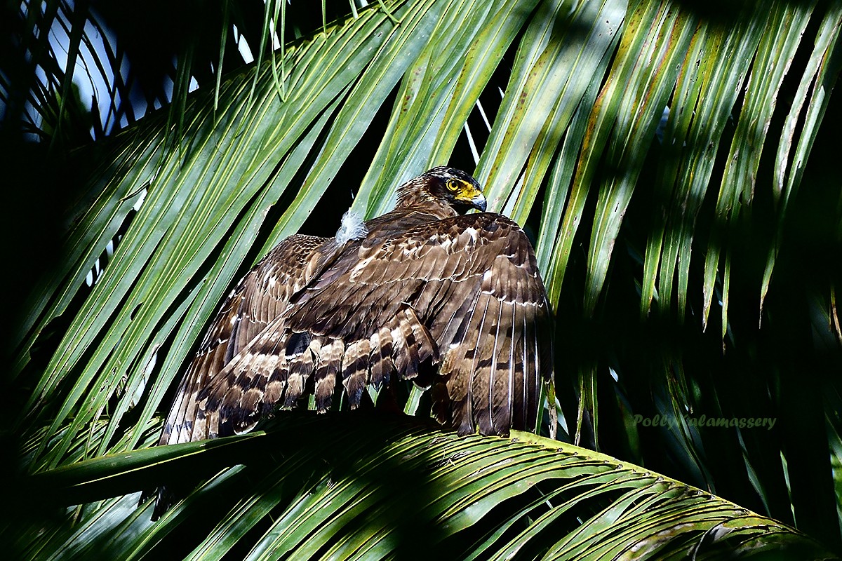 Crested Serpent-Eagle - ML600774861