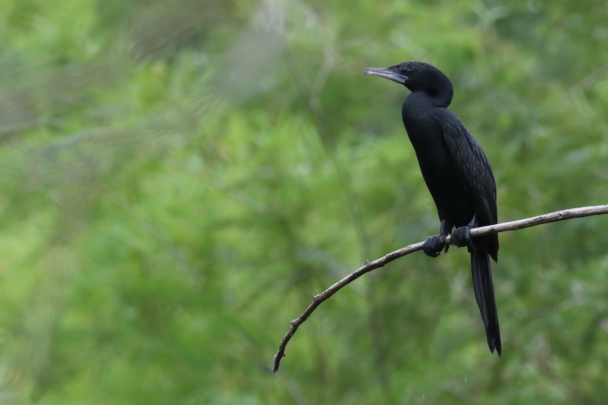 Cormorán de Java - ML600774881