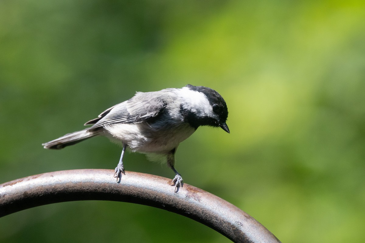 Black-capped Chickadee - Christie Sweeney