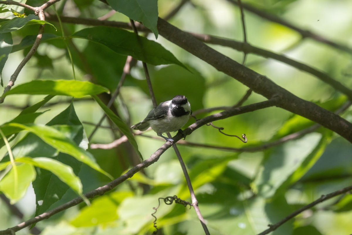 Black-capped Chickadee - Christie Sweeney