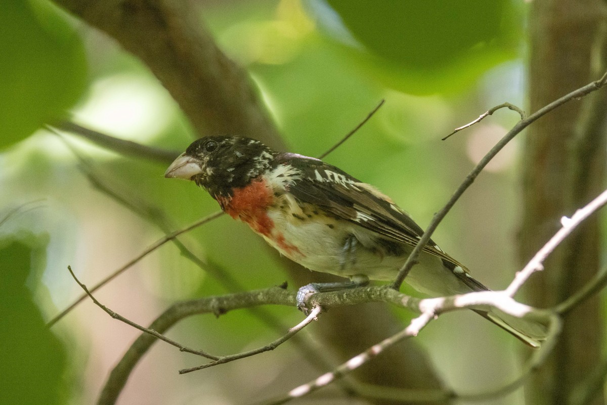 Rose-breasted Grosbeak - ML600778631