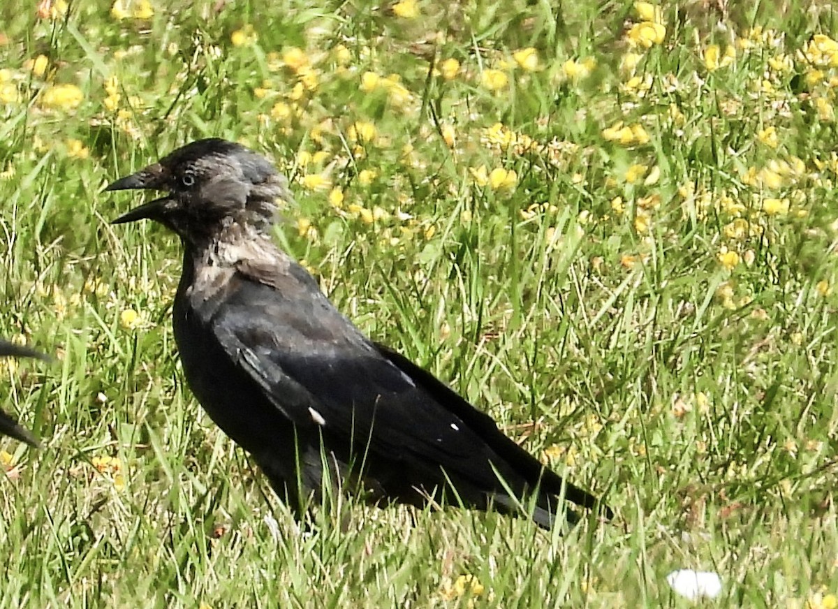 Eurasian Jackdaw - ML600779111