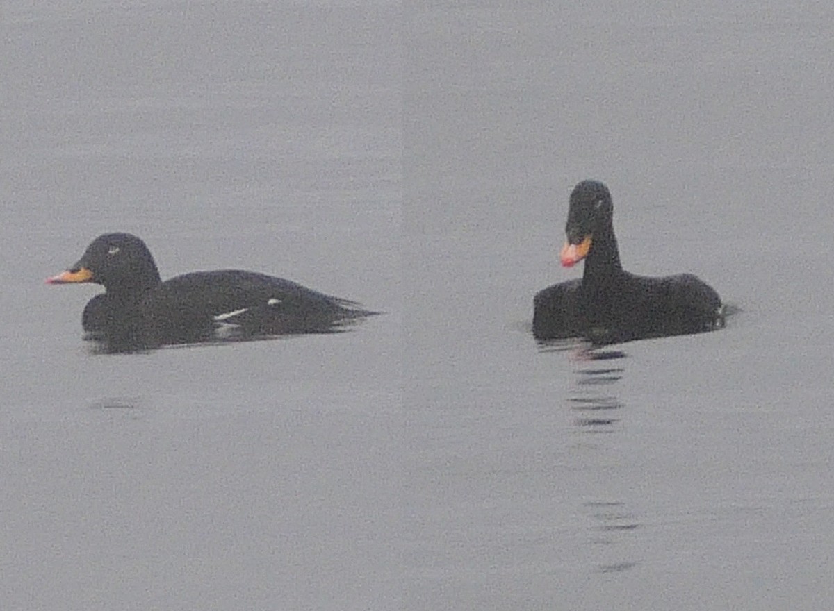 Velvet Scoter - Tomas Mazak