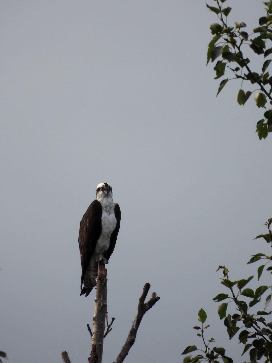 Águila Pescadora - ML600780371