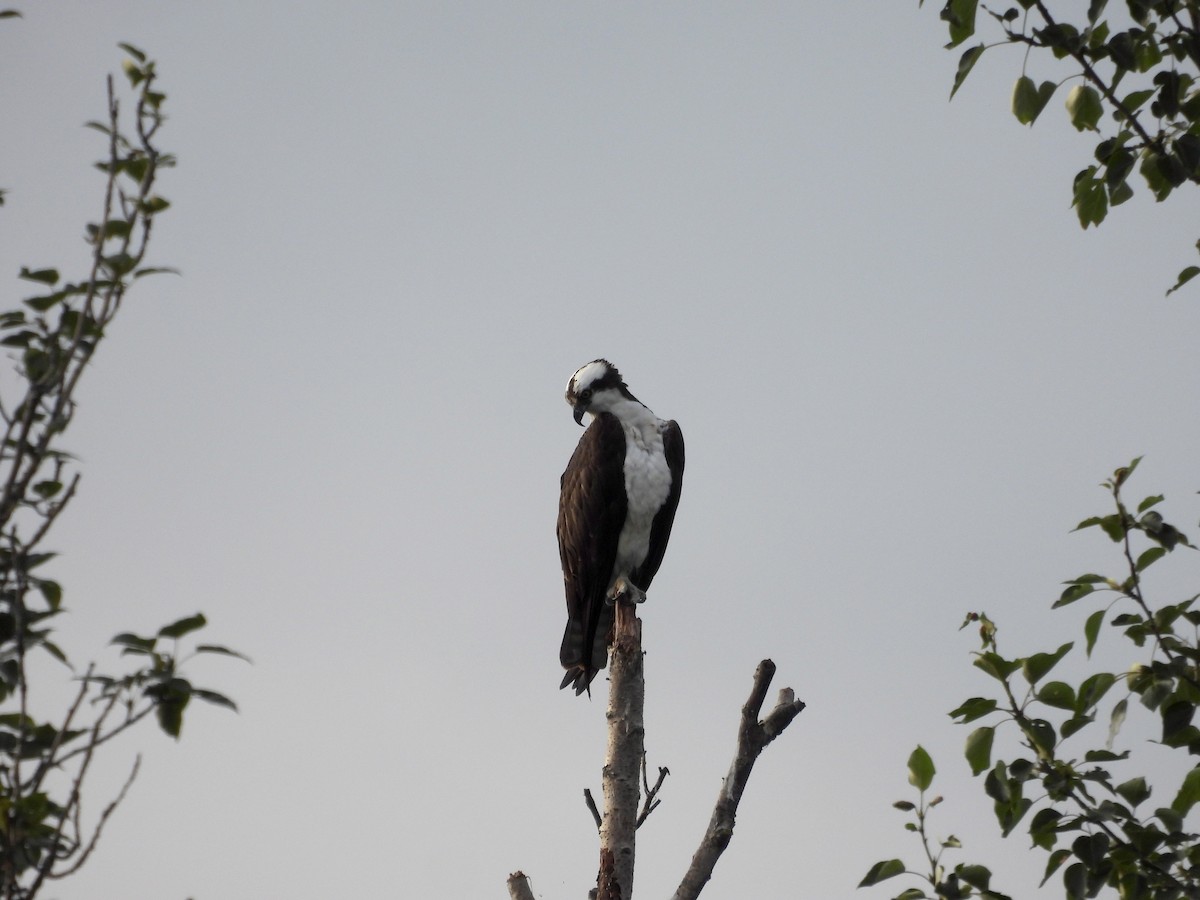 Águila Pescadora - ML600780381