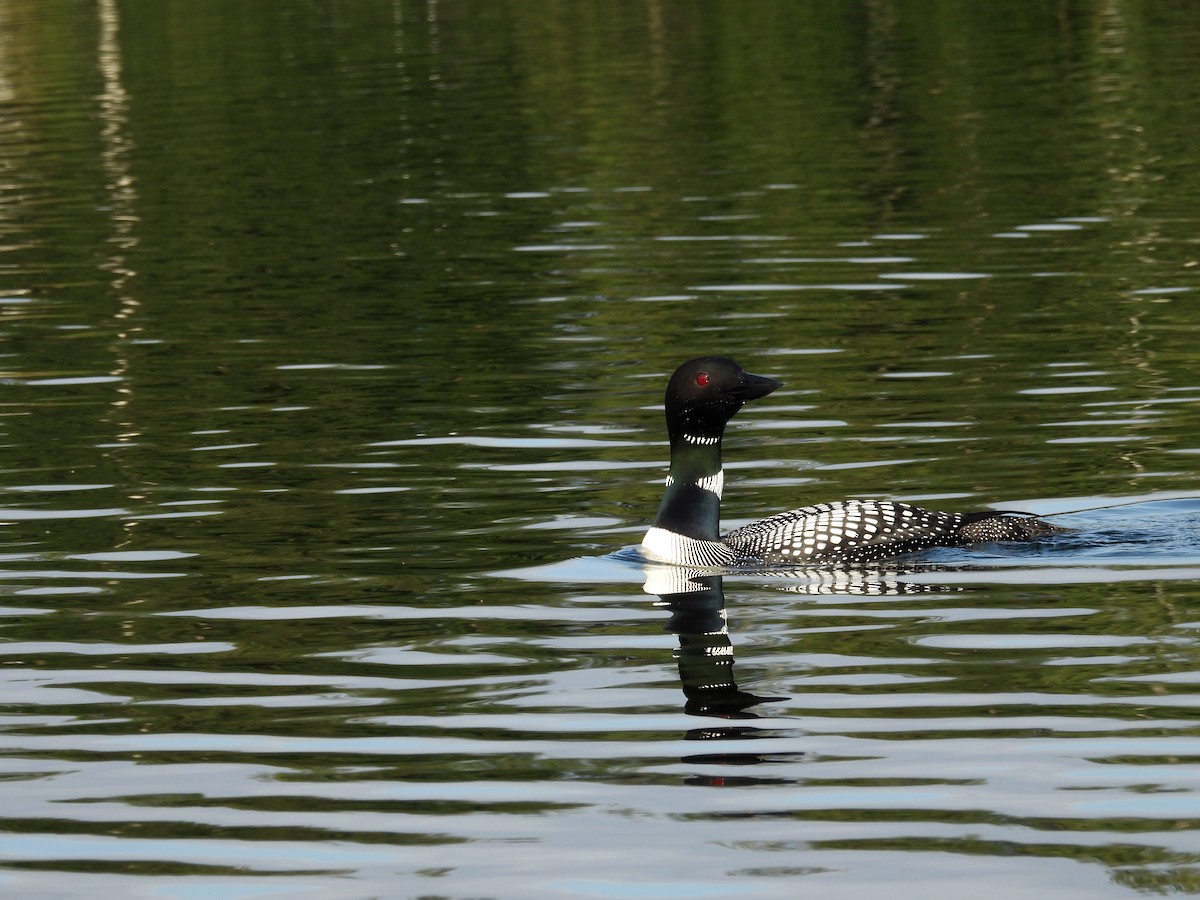 Common Loon - ML600780401