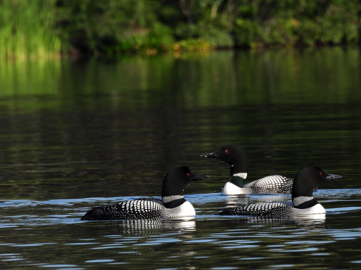 Common Loon - Deanna Lavigueur