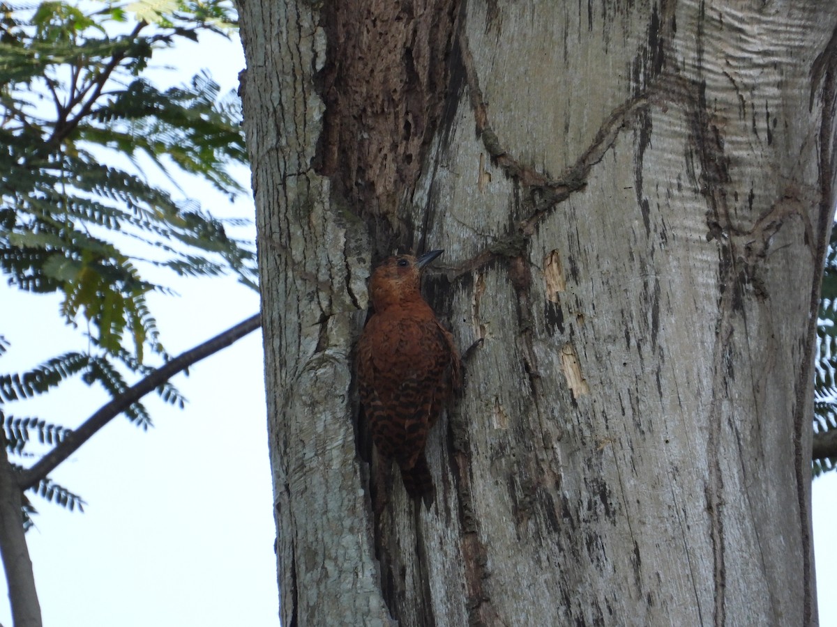 Rufous Woodpecker - ML600781731