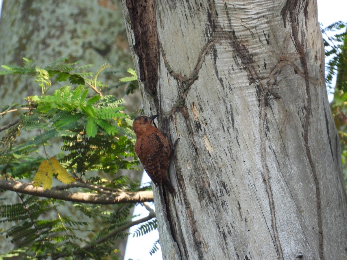 Rufous Woodpecker - ML600781811