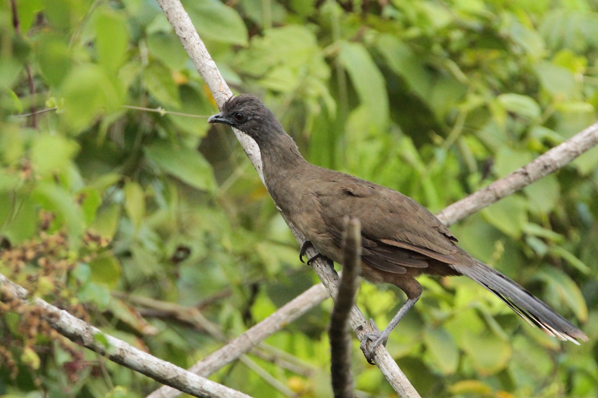 Plain Chachalaca - Marc Gálvez