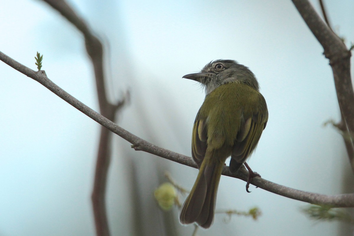 Yellow-olive Flatbill - ML600782471