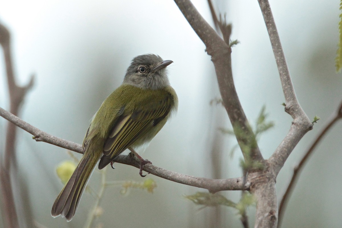Yellow-olive Flatbill - ML600782491