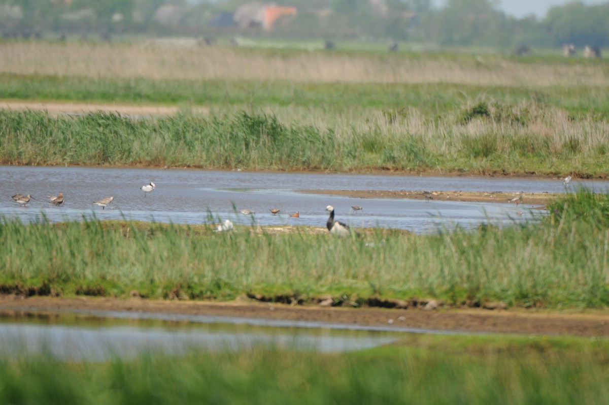 Phalarope à bec large - ML600782501