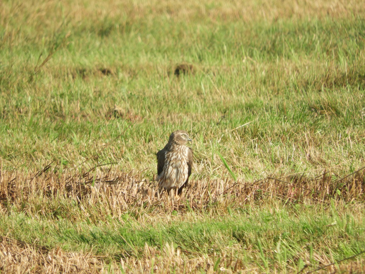 Montagu's Harrier - Tadas Povilauskas